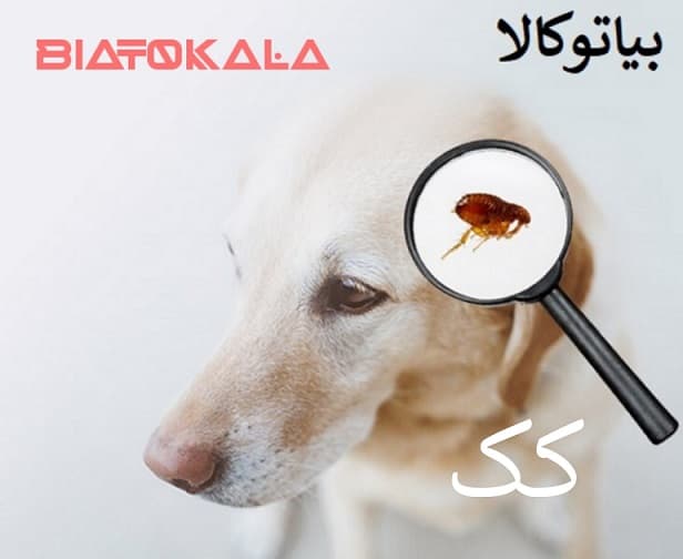 روش‌های تضمینی برای از بین بردن ساس، کک و کنه در کمترین زمان